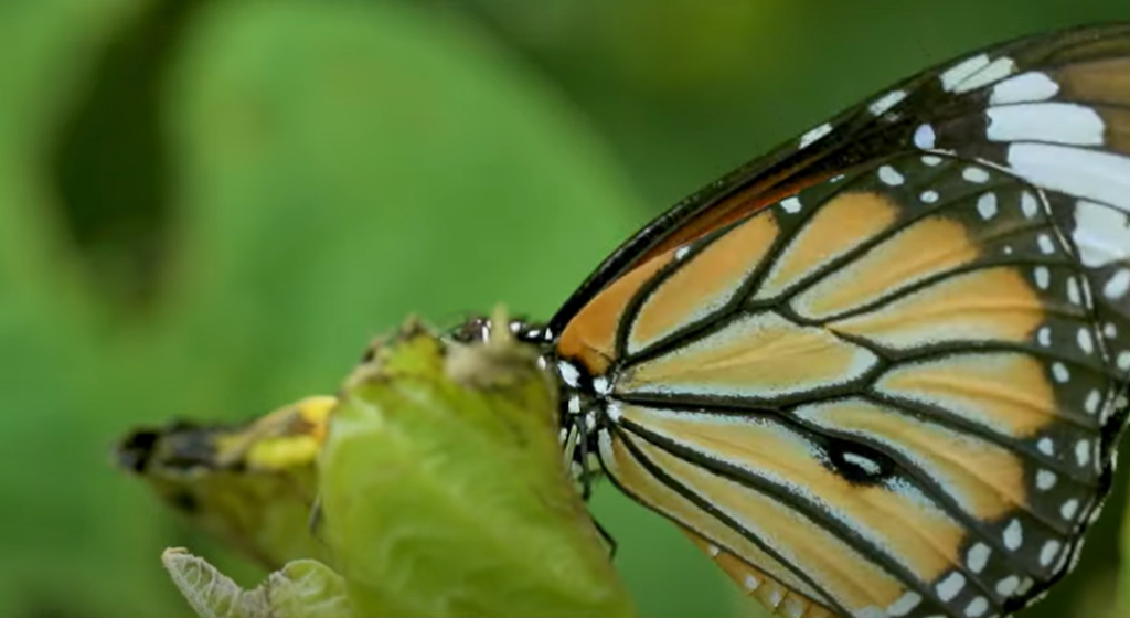 butterfly garden statue of unity