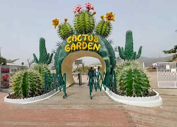 cactus garden